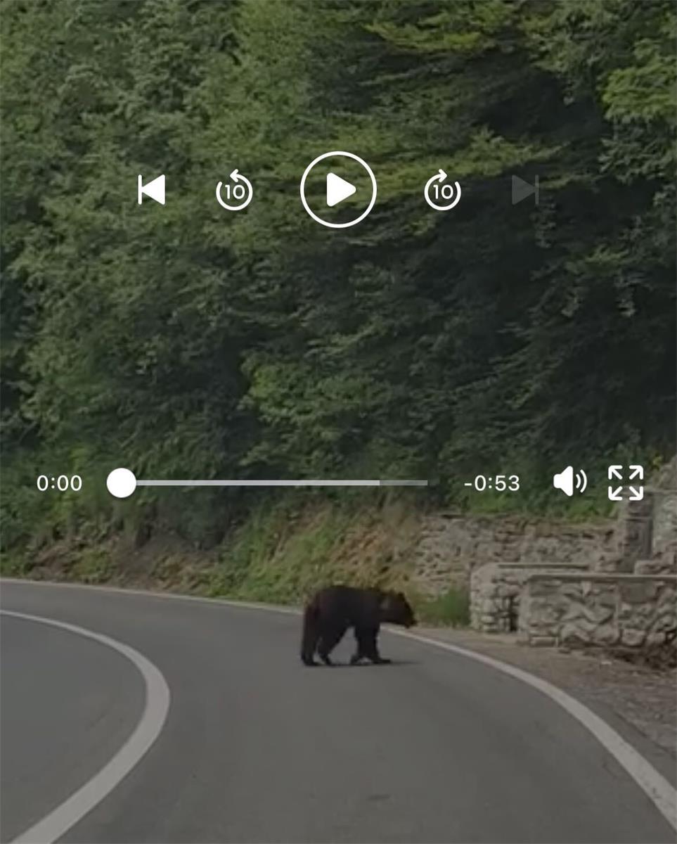 Bear crossing the road